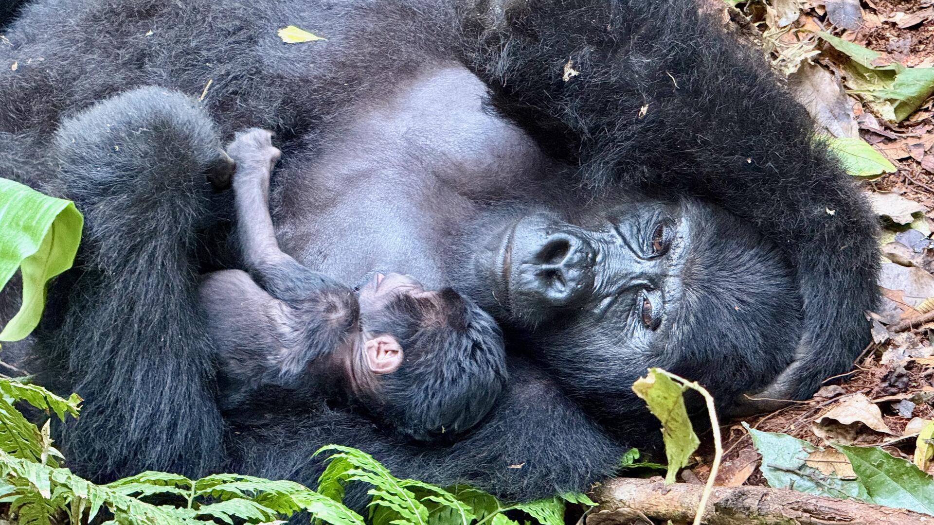 Gorilla-Tracking