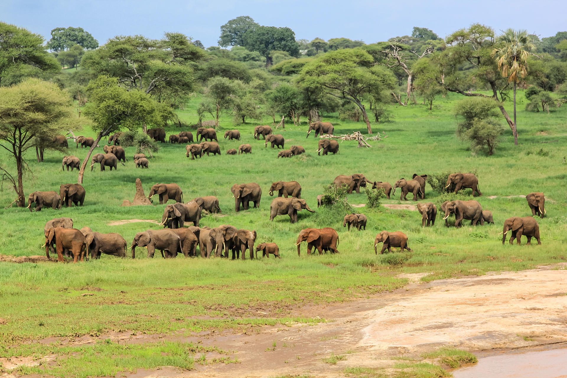 Safari Programm: Die schönsten Nationalparks Tansanias