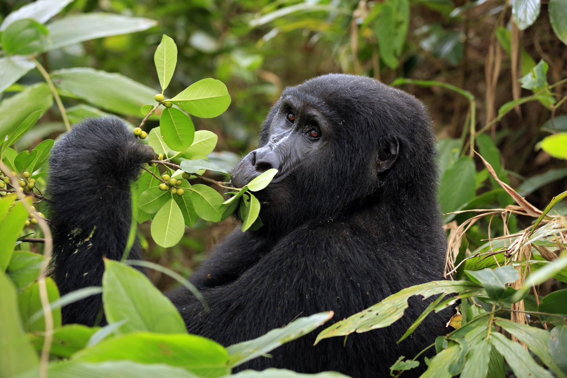 uganda-bwindi-shutterstock_471716585.jpg