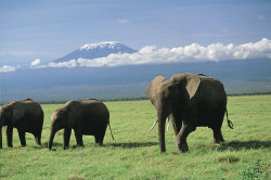Kilimandscharo - Tansania