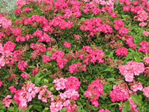 Madeira_05-2009_078.jpg