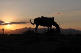 TUTAU_2012-08_Pferd.JPG